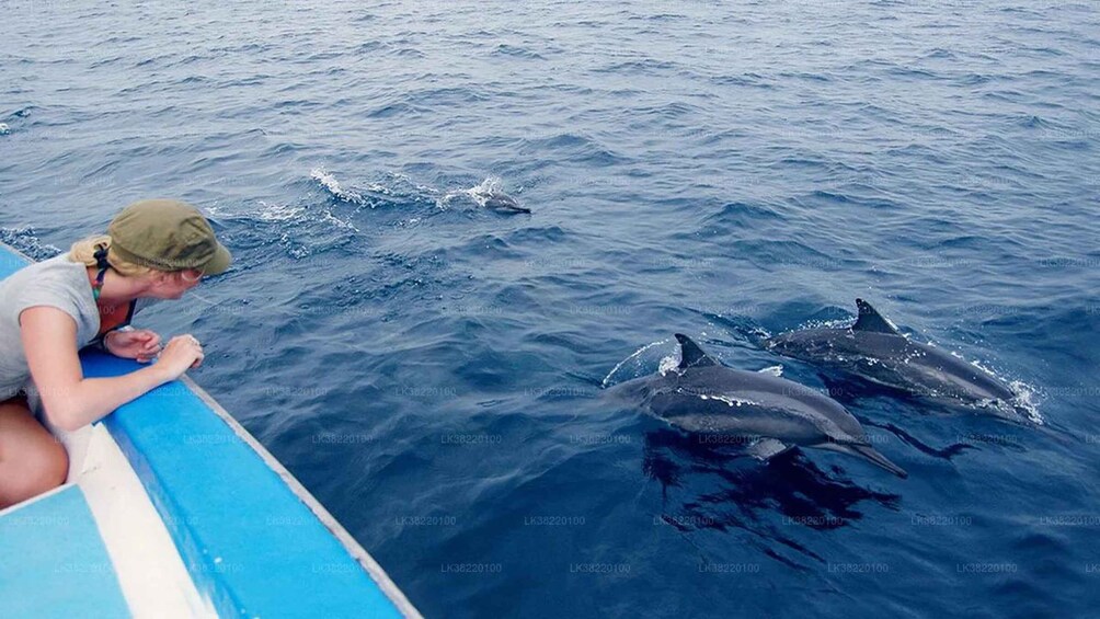 Picture 4 for Activity Whale Watching Boat tour in Trincomalee