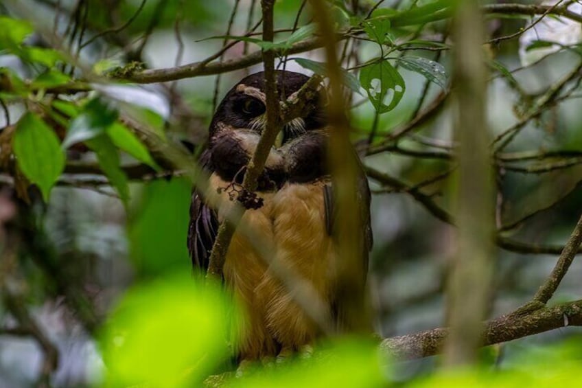 Spectacled owl