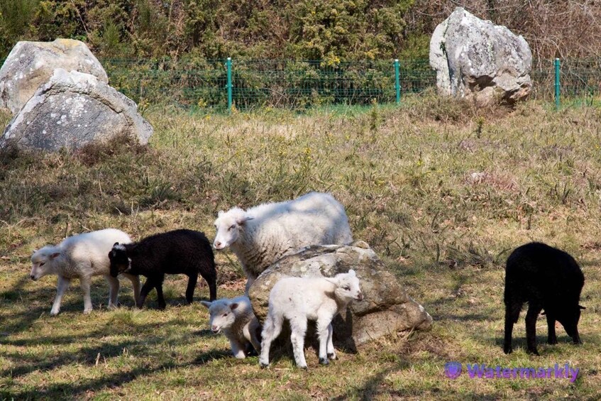 Picture 2 for Activity Carnac Tour: Megalithic Marvels and La Trinite Sur Mer
