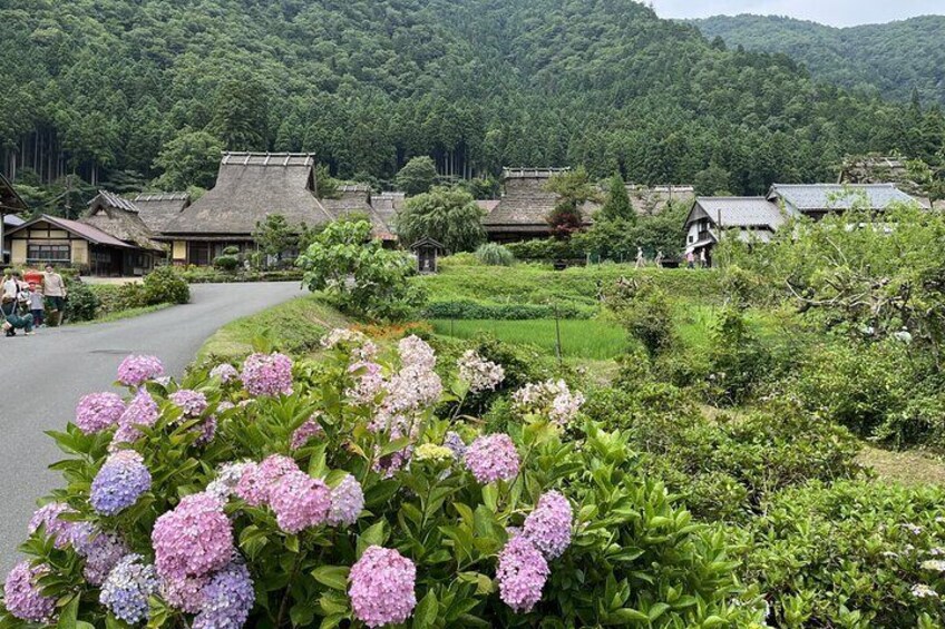 From Osaka/Kyoto: Amanohashidate & Miyama Village 1Day Bus Tour
