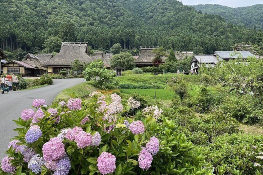 From Osaka/Kyoto: Amanohashidate & Miyama Village 1Day Bus Tour