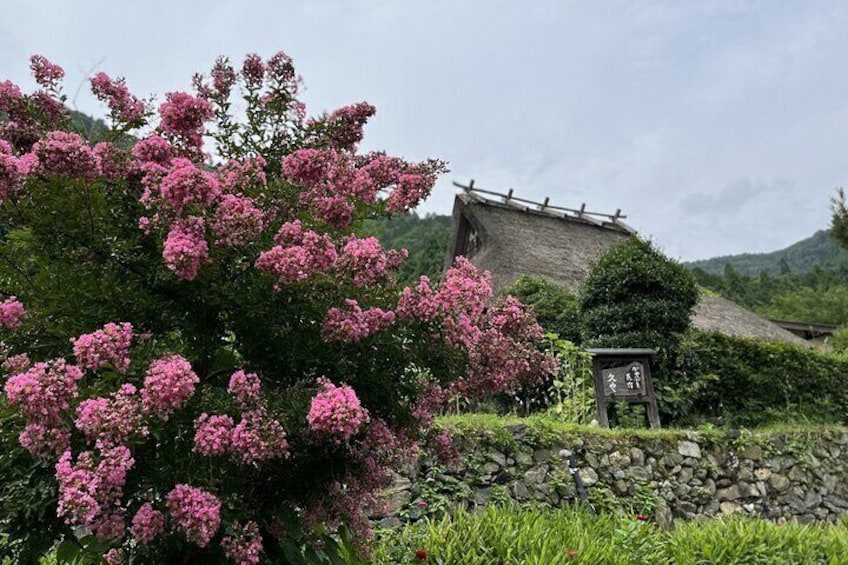 From Osaka/Kyoto: Amanohashidate & Miyama Village 1Day Bus Tour