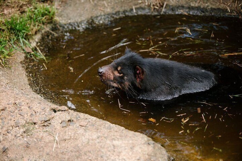 View the Tasmanian Devils