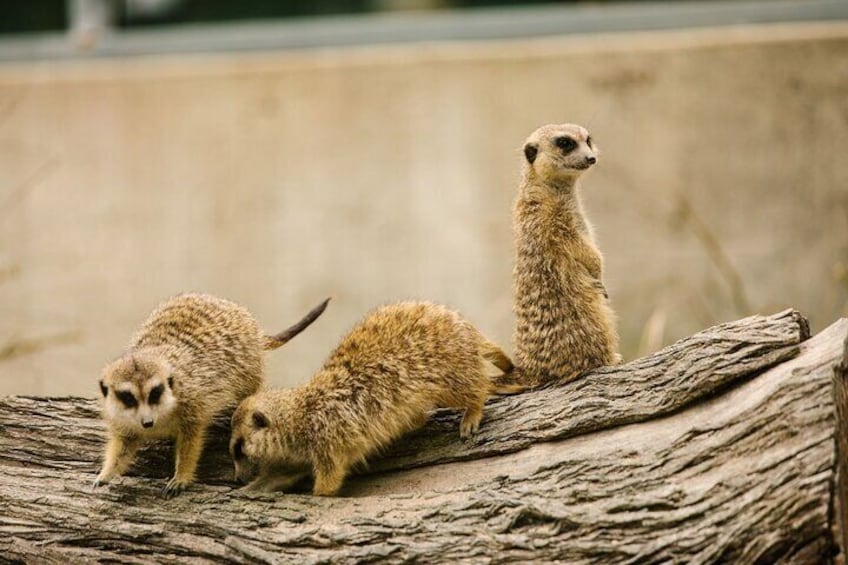 Meerkats