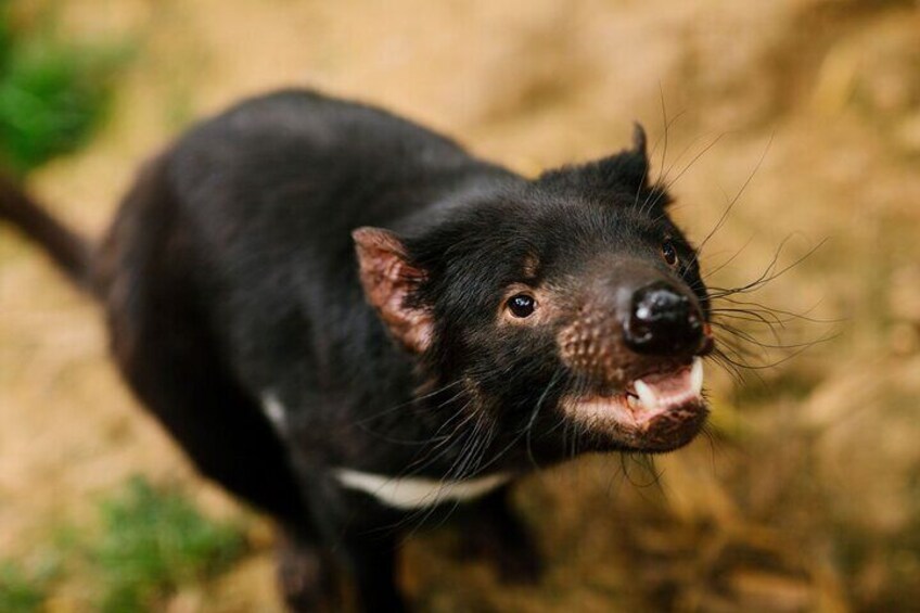 Tasmanian Devil 