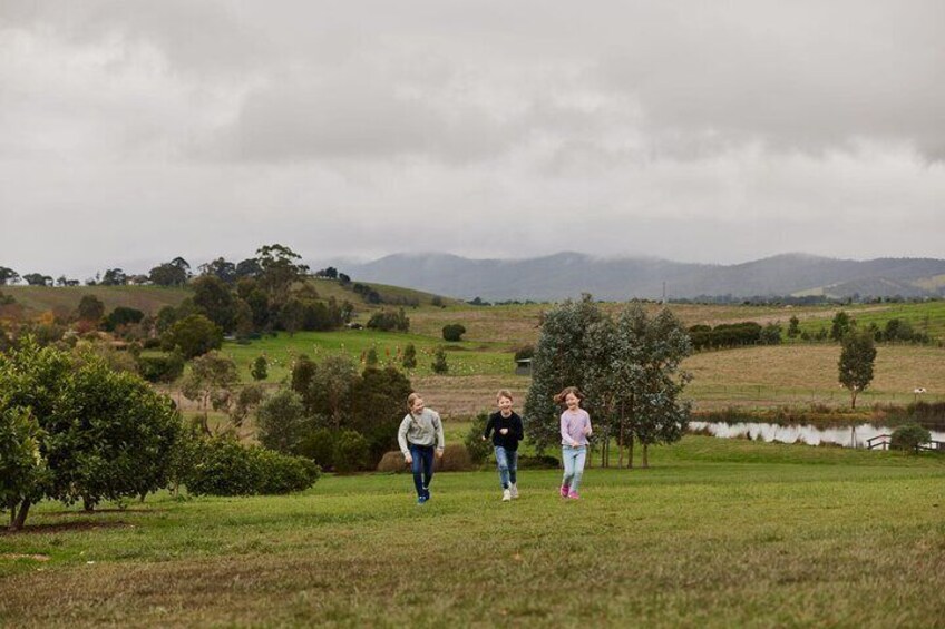 Puffing Billy Steam Train & Cherry Picking Tour from Melbourne