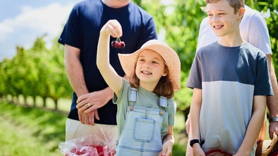 Puffing Billy Steam Train & Cherry Picking Tour from Melbourne