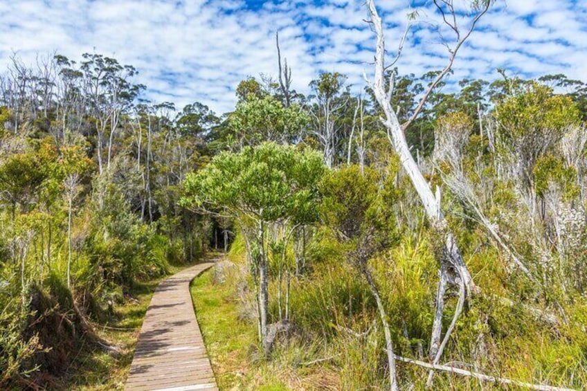 Private Tour of Tahune Airwalk and Hastings Caves from Hobart