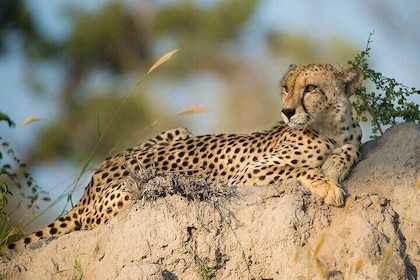 Aquila Game Reserve Safari with wine tasting, Transport & Lunch