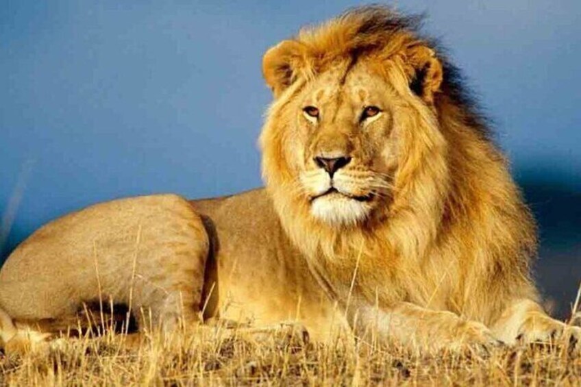 Aquila Game Reserve Safari with wine tasting, Transport & Lunch
