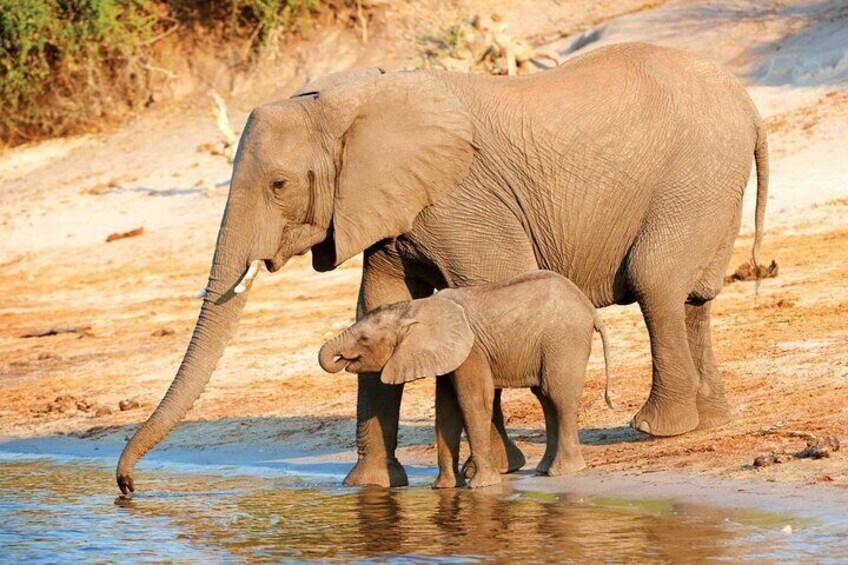 Aquila Game Reserve Safari with wine tasting, Transport & Lunch