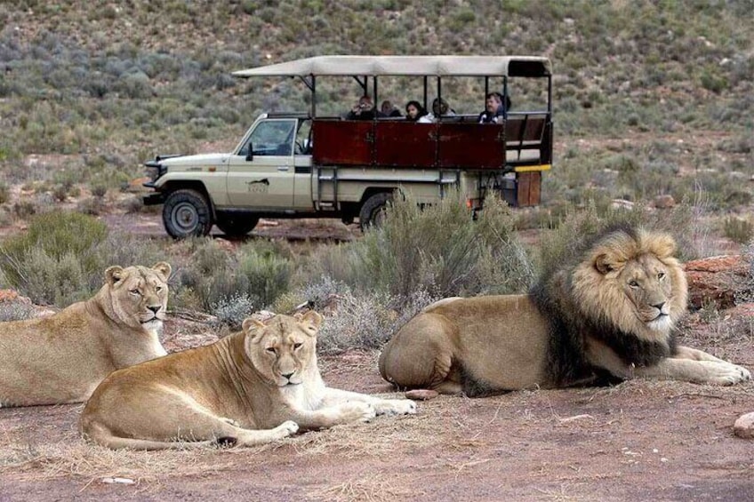 Private Full-day Big 5 Aquila Game Reserve Tour