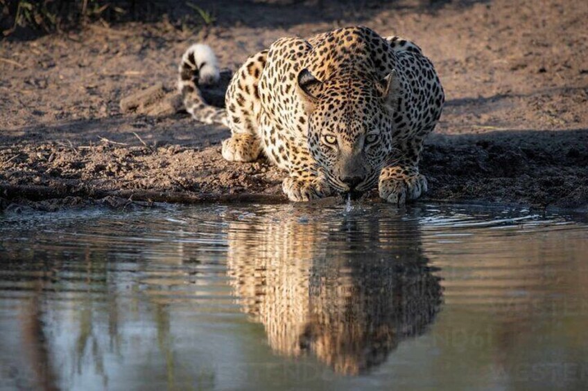 Aquila Game Reserve Safari with wine tasting, Transport & Lunch