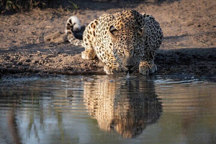 Aquila Game Reserve Safari with wine tasting, Transport & Lunch