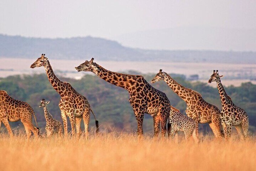 Aquila Game Reserve Safari with wine tasting, Transport & Lunch