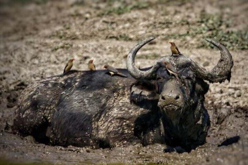 Aquila Game Reserve Safari with wine tasting, Transport & Lunch