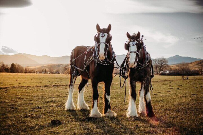  Shared Golden's History Wagon Ride Tour in Colorado