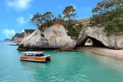 Cathedral Cove Coast and Cave Activity