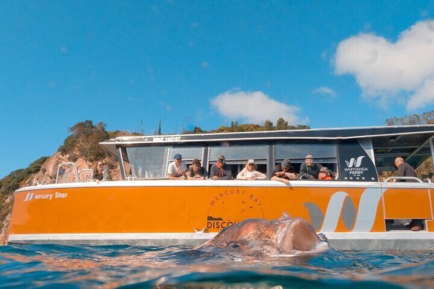 Cathedral Cove Coast and Cave Activity