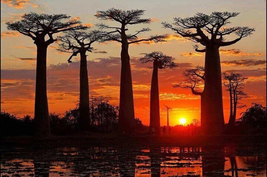7- Days Private Tour Baobab Safari