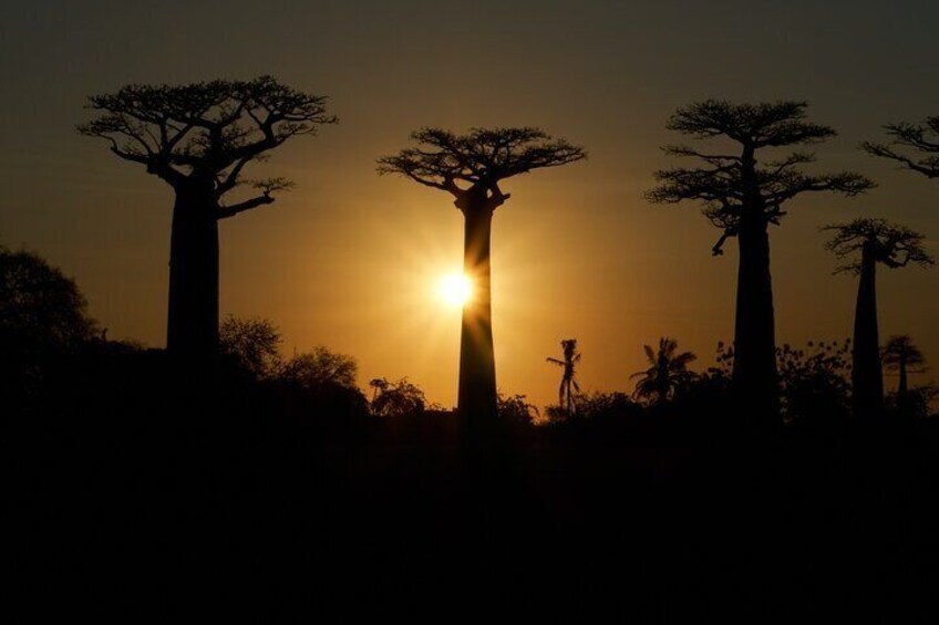 7- Days Private Tour Baobab Safari