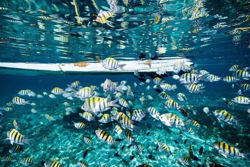 Snorkel Paradise Cancun 6 in 1 with Turtles and transfer