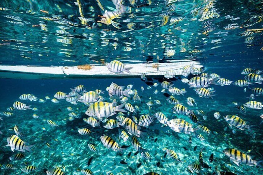 Snorkel Paradise Cancun 6 in 1 with Turtles and transfer