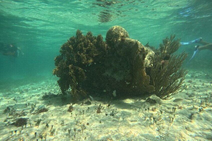 Snorkel Paradise Cancun and Underwater Museum in Nizuc