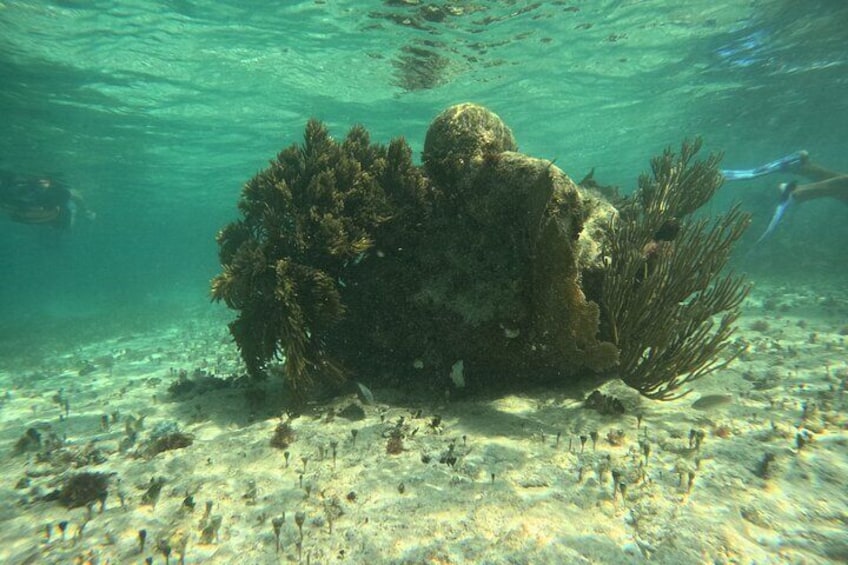 Snorkel Paradise Cancun and Underwater Museum in Nizuc