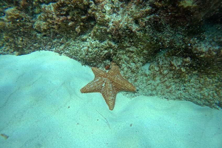 Snorkel Paradise Cancun 6 in 1 with Turtles and transfer