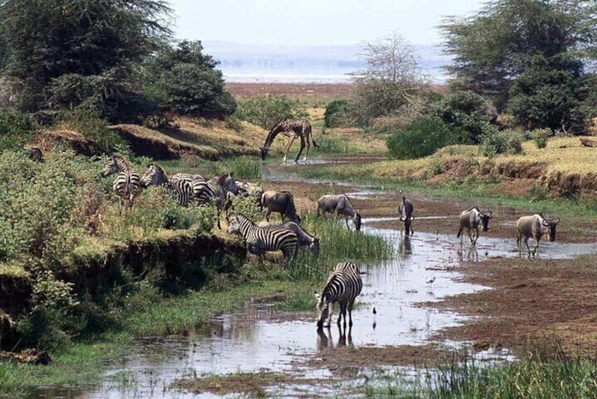 Safari to Mikumi National Park from Zanzibar Private Tour