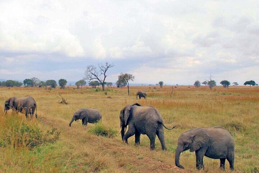 Safari to Mikumi National Park from Zanzibar Private Tour