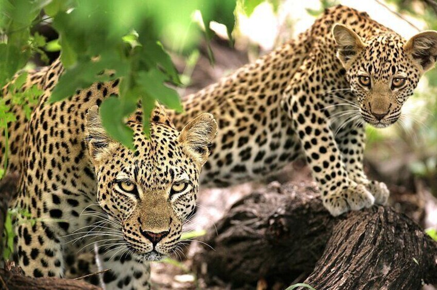 Safari to Mikumi National Park from Zanzibar Private Tour