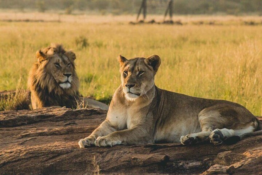 Safari to Mikumi National Park from Zanzibar Private Tour