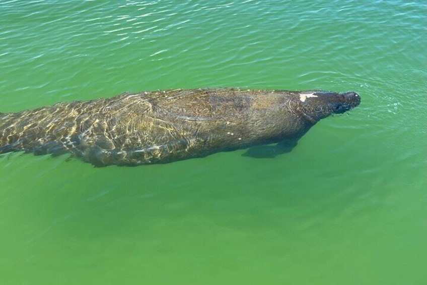 Tahe Paddle Board SUP Rental - Big Hickory, Bonita Springs