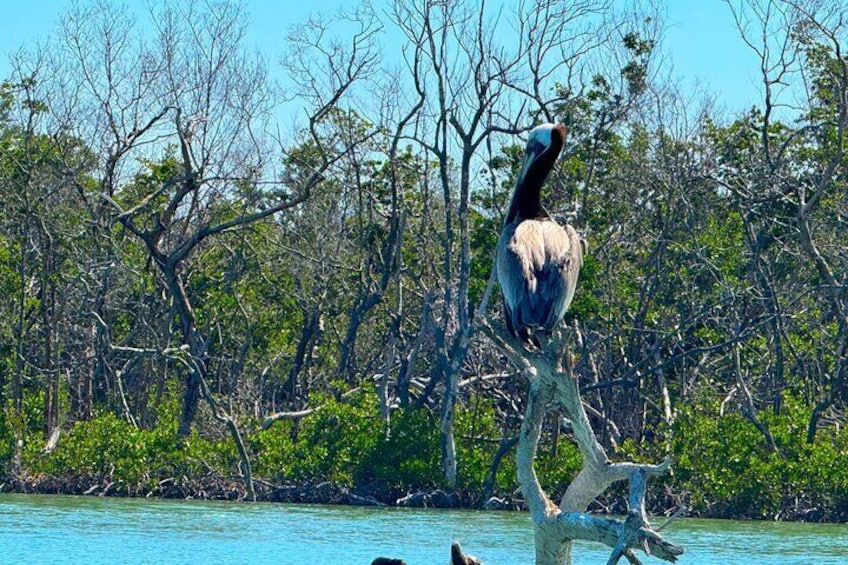 Self Guided Standup Paddle Board EcoTour -Bonita Springs