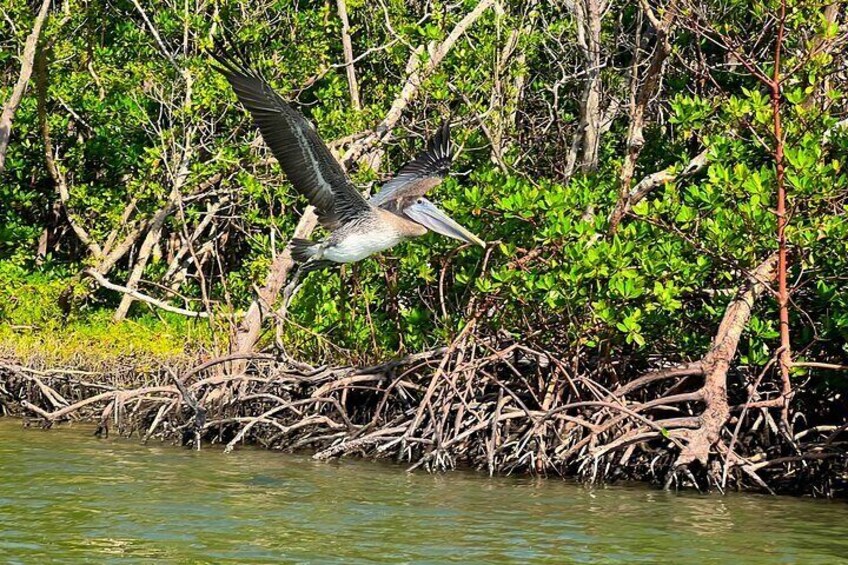 Tahe Paddle Board SUP Rental - Big Hickory, Bonita Springs