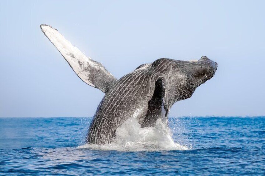 2in1 Whale Watching & Bacardi Island Experiences From Punta Cana