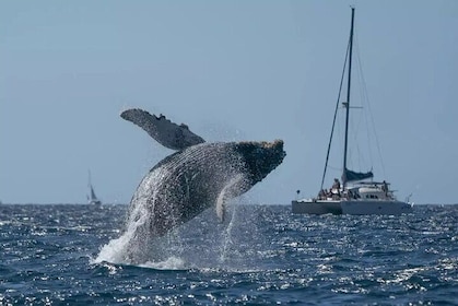 Whale Watching at Samaná Bay & Bacardi Island Beach