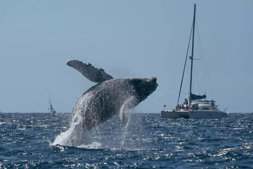 2in1 Whale Watching & Bacardi Island Experiences From Punta Cana