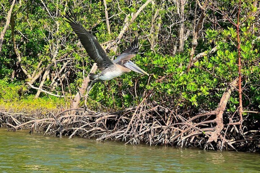 Big Hickory Self Guided Kayaking Activity in Bonita Springs