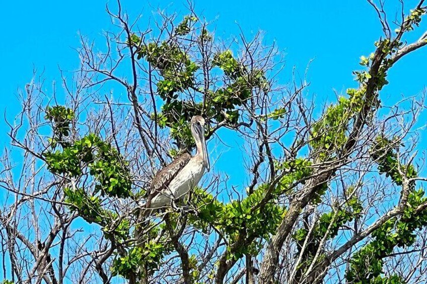 Big Hickory Self Guided Kayaking Activity in Bonita Springs