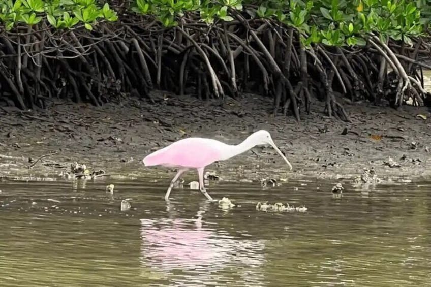 Big Hickory Self Guided Kayaking Activity in Bonita Springs