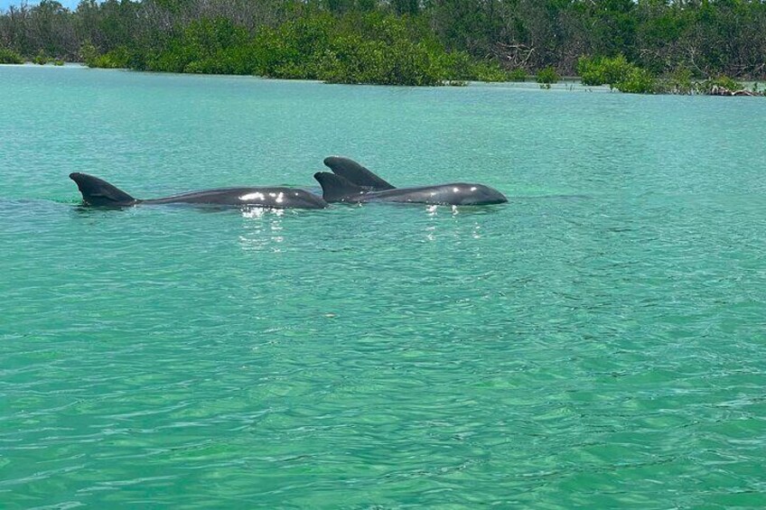 Big Hickory Self Guided Kayaking Activity in Bonita Springs