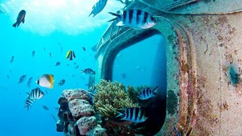 Fish Eye Marine Park Underwater Observatory Tour