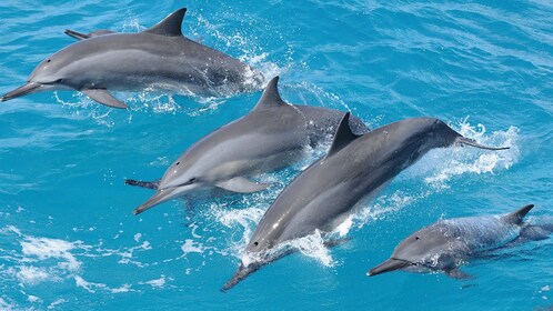 Fish Eye Marine Park - Dolphin-Watching Cruise  Underwater Observatory