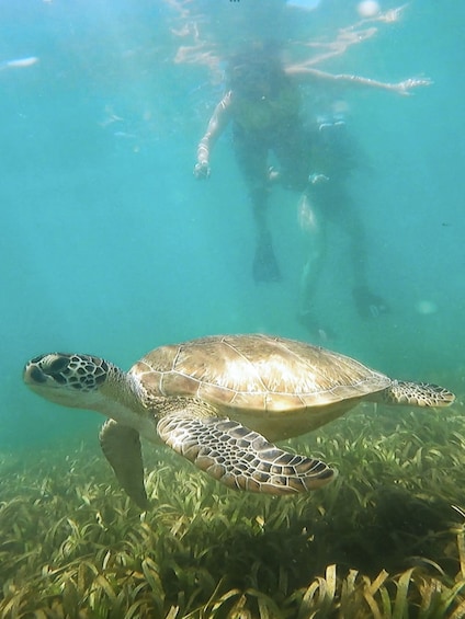 Snorkel with Manatees & Turtles in San Juan