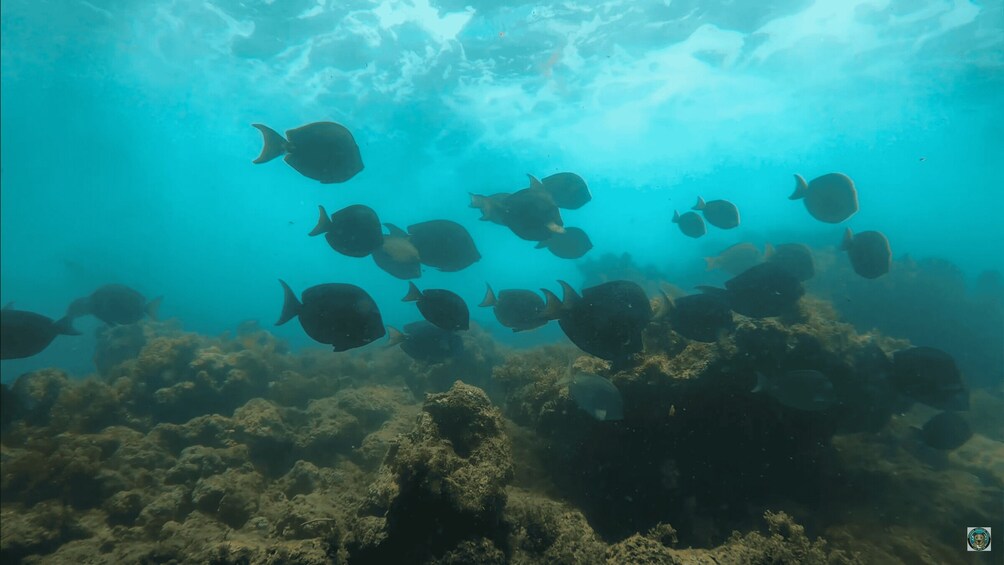 Picture 9 for Activity San Juan: Manatee and Turtle Snorkeling Tour with Rum