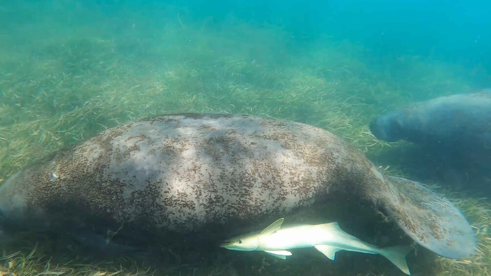 Picture 5 for Activity San Juan: Manatee and Turtle Snorkeling Tour with Free Rum