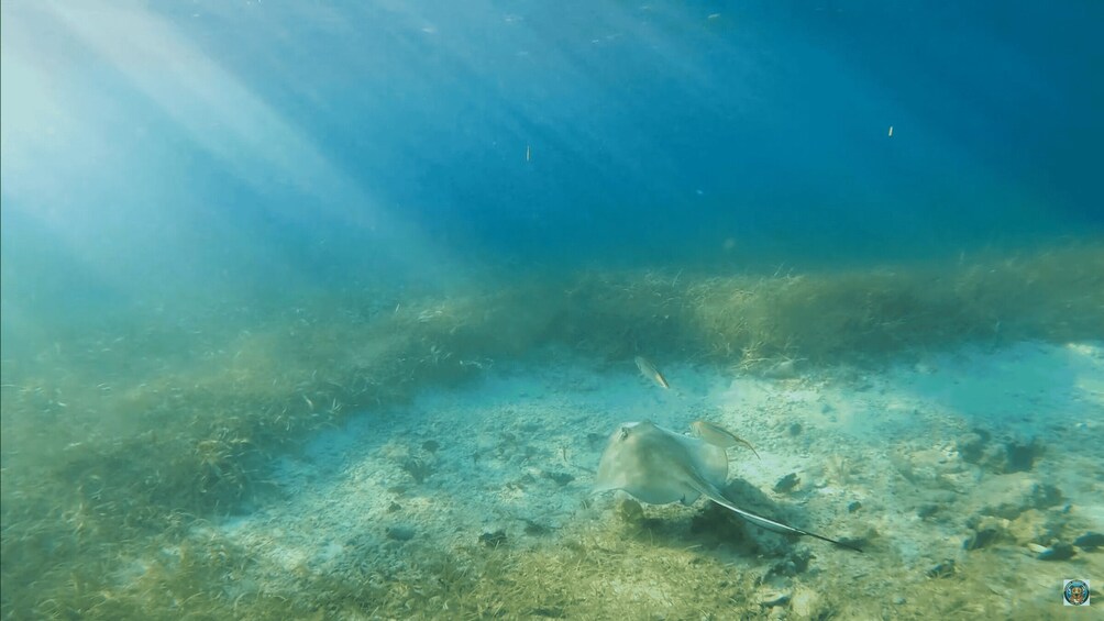 Picture 8 for Activity San Juan: Manatee and Turtle Snorkeling Tour with Rum